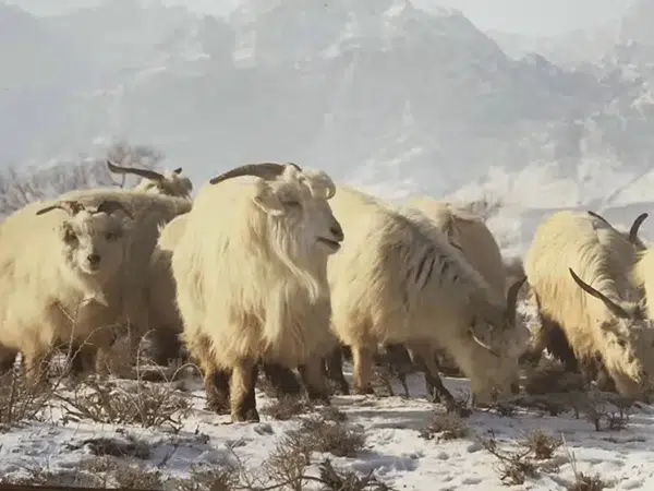 Cashmere