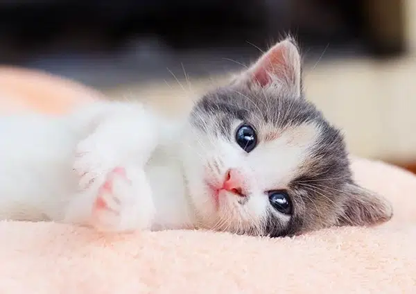 Tuổi Mão hợp màu gì?
