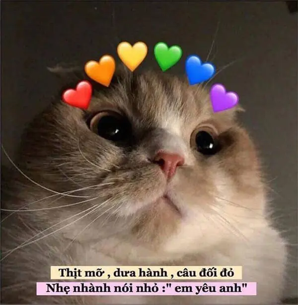STT Hay, Cap Hay Hài Hước, Vui Nhộn